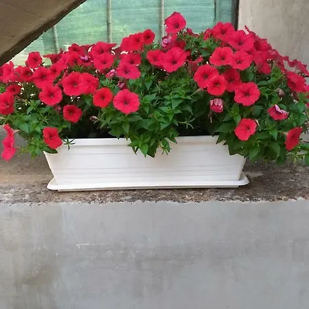 Bogdan Apartman Gasthof